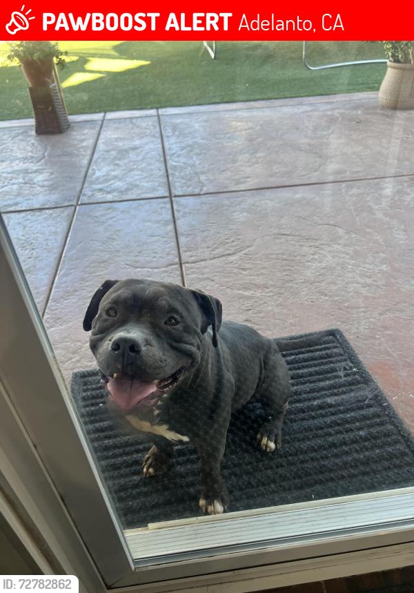 Lost Male Dog last seen Pearmain st, Adelanto, CA 92301