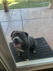 Lost Male Dog last seen Pearmain st, Adelanto, CA 92301