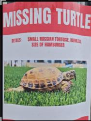 Lost Male Reptile last seen Stacy Rd & Alma, Allen, TX 75013