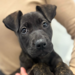 Shelter Stray Female Dog last seen , Los Angeles, CA 90018