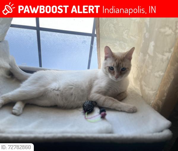 Lost Male Cat last seen Michigan-Highland, Guion Lakes, Indianapolis, IN 46228