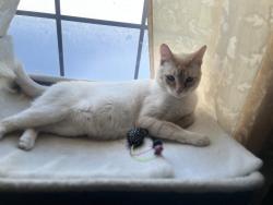 Lost Male Cat last seen Michigan-Highland, Guion Lakes, Indianapolis, IN 46228