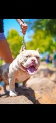 Lost Male Dog last seen Stanford crossing & golden valley parkway lathrop ca, Lathrop, CA 95330