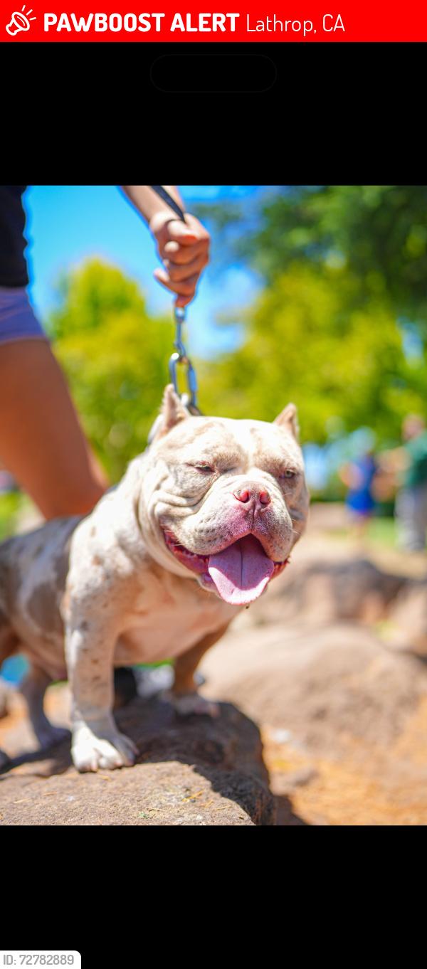 Lost Male Dog last seen Stanford crossing & golden valley parkway lathrop ca, Lathrop, CA 95330