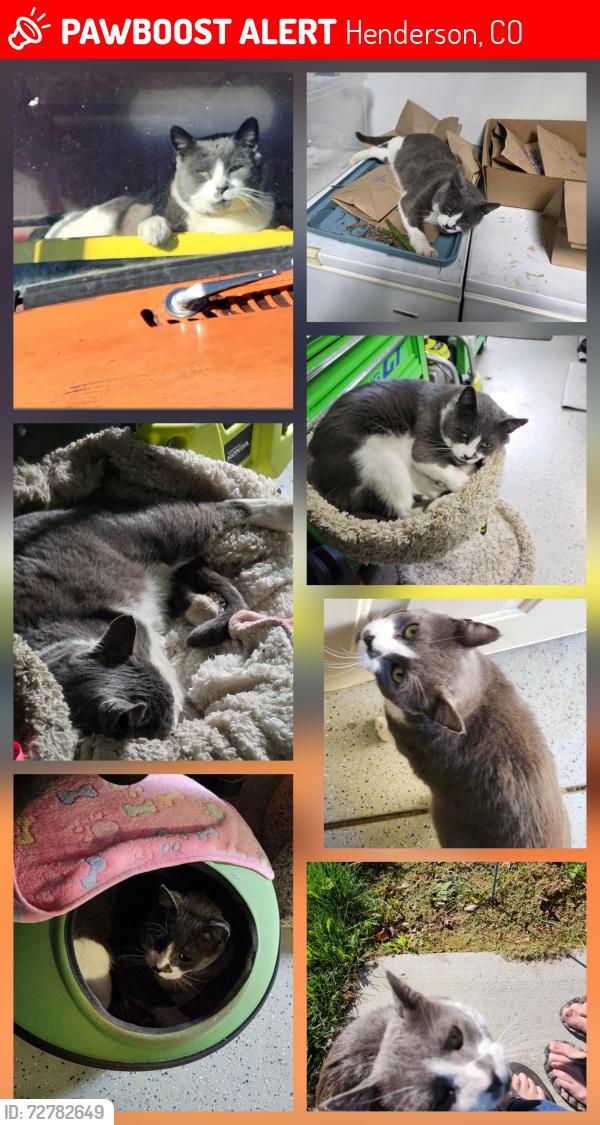 Lost Male Cat last seen 116th and Paris st, Henderson, CO 80640