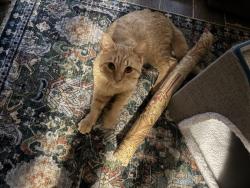 Found/Stray Male Cat last seen SE Bohna Park and SE Wiese Road in Damascus , Damascus, OR 97089
