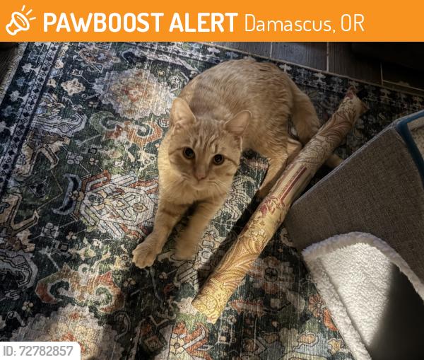Found/Stray Male Cat last seen SE Bohna Park and SE Wiese Road in Damascus , Damascus, OR 97089