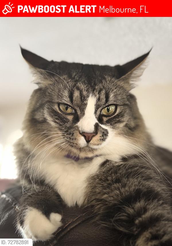 Lost Male Cat last seen Turtlemound-Lakebreeze , Melbourne, FL 32934