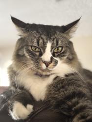 Lost Male Cat last seen Turtlemound-Lakebreeze , Melbourne, FL 32934