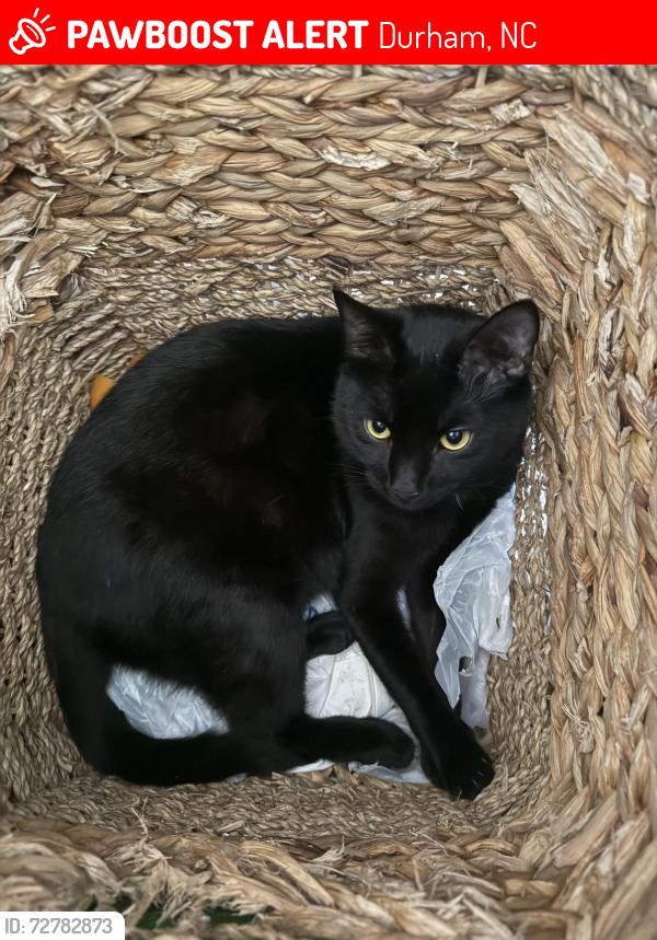 Lost Male Cat last seen Mineral Springs, Charlotte, NC 28212
