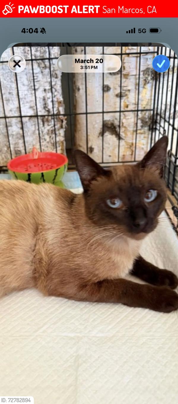 Lost Male Cat last seen Palomar station and Marc apmts , innovation park, San Marcos, CA 92069