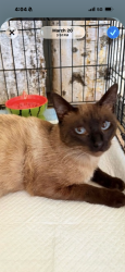 Lost Male Cat last seen Palomar station and Marc apmts , innovation park, San Marcos, CA 92069