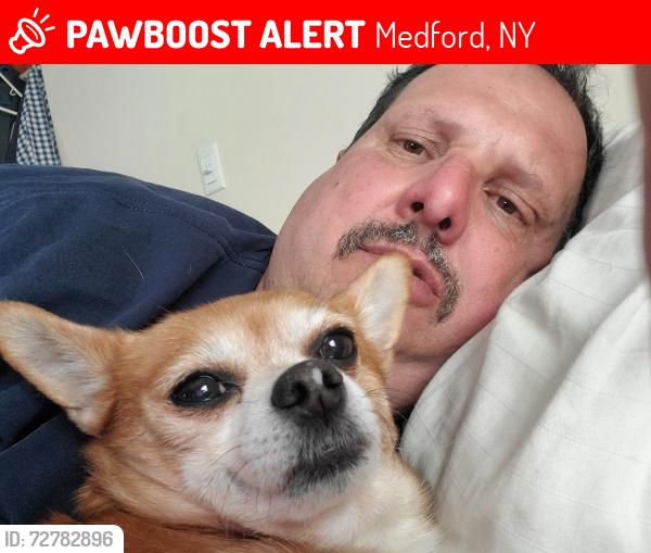 Lost Male Dog last seen horseblock rd And station rd , Medford, NY 11763