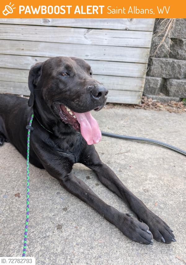 Found/Stray Male Dog last seen Lakeview United Methodist Church, Saint Albans, WV 25177