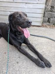 Found/Stray Male Dog last seen Lakeview United Methodist Church, Saint Albans, WV 25177