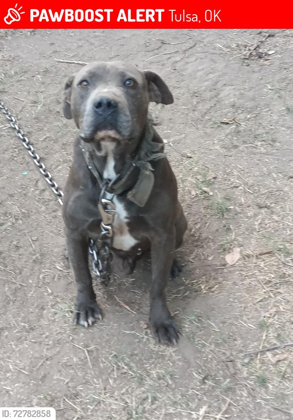 Lost Male Dog last seen Tulsa area , Tulsa, OK 74103