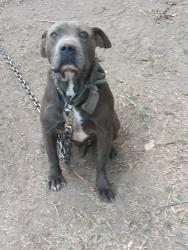 Lost Male Dog last seen Tulsa area , Tulsa, OK 74103