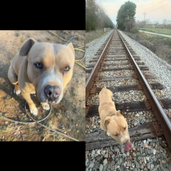 Lost Male Dog last seen Last seen by train tracks/ cow fields by Waxhaw hwy that is also near Rocky river rd and New town rd!!! , Monroe, NC 28110