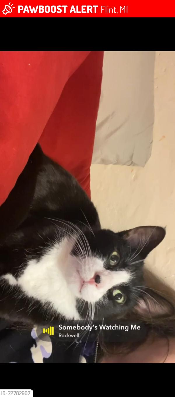 Lost Male Cat last seen Davison rd, Flint, MI 48506