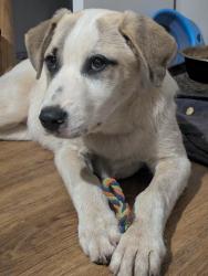 Found/Stray Male Dog last seen Spartanburg district 2 district office , Boiling Springs, SC 29316