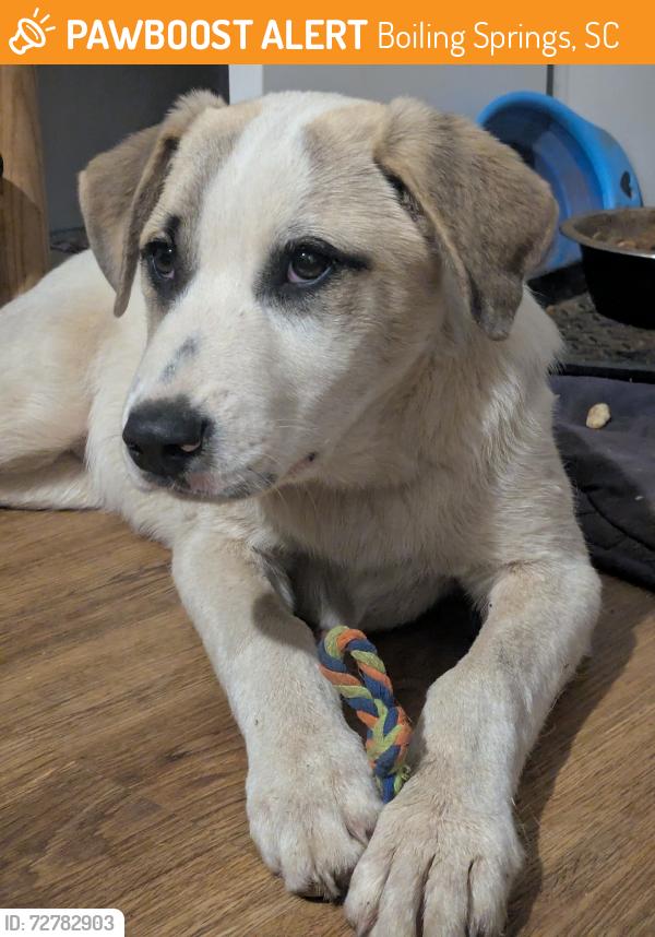 Found/Stray Male Dog last seen Spartanburg district 2 district office , Boiling Springs, SC 29316