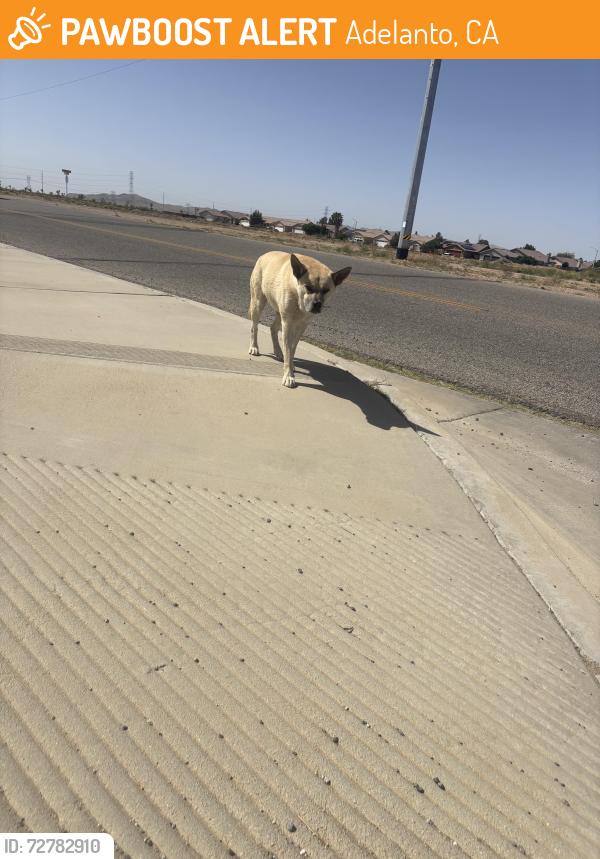 Found/Stray Male Dog last seen Juniper & Barlett , Adelanto, CA 92301
