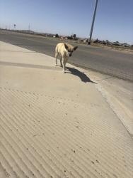 Found/Stray Male Dog last seen Juniper & Barlett , Adelanto, CA 92301