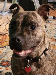 Lost Male Dog last seen Cedar Shoals, Athens, GA 30605