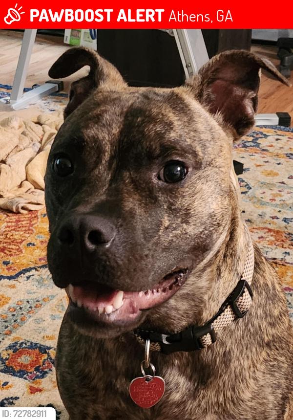 Lost Male Dog last seen Cedar Shoals, Athens, GA 30605