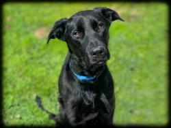 Shelter Stray Male Dog last seen , Los Angeles, CA 90031