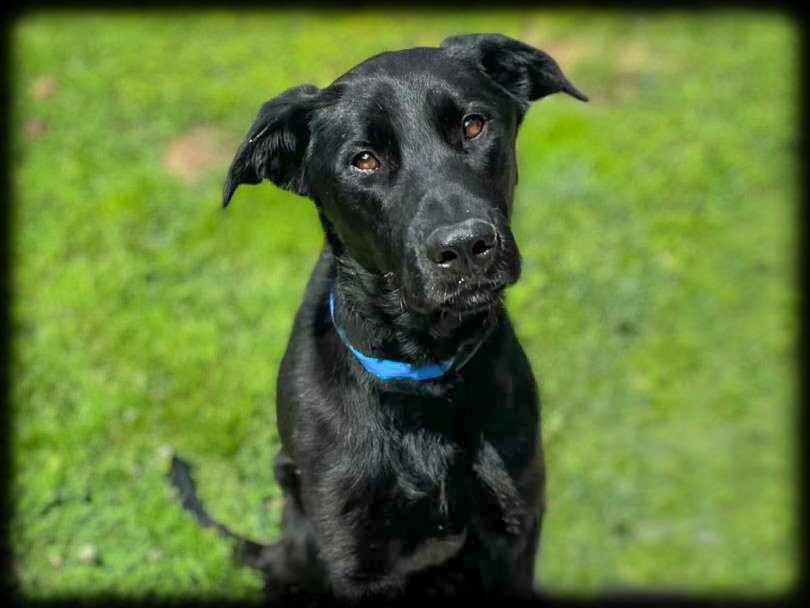 Shelter Stray Male Dog last seen , Los Angeles, CA 90031