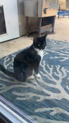 Lost Female Cat last seen Shady Oaks & Queenswood, Tallahassee, FL 32303