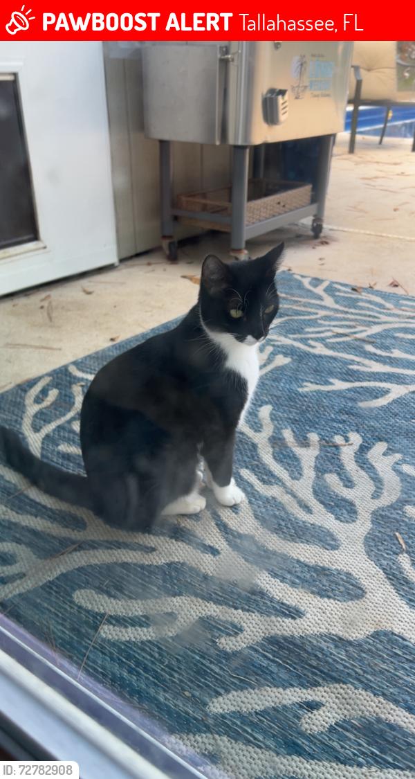 Lost Female Cat last seen Shady Oaks & Queenswood, Tallahassee, FL 32303