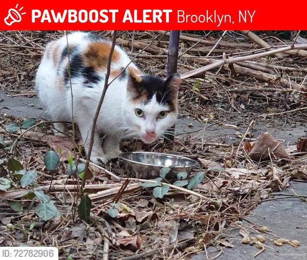 Lost Female Cat last seen Stuyvesant Ave & Willoughby Ave, Brooklyn, NY 11206