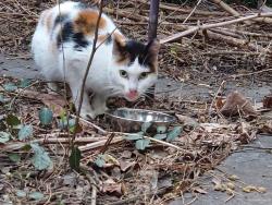 Lost Female Cat last seen Stuyvesant Ave & Willoughby Ave, Brooklyn, NY 11206