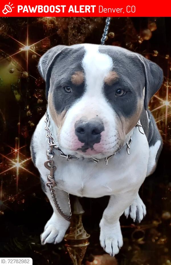 Lost Male Dog last seen 56th and qubeck, Denver, CO 80216