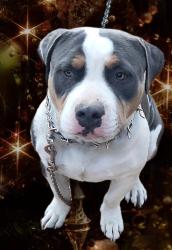 Lost Male Dog last seen 56th and qubeck , Denver, CO 80216