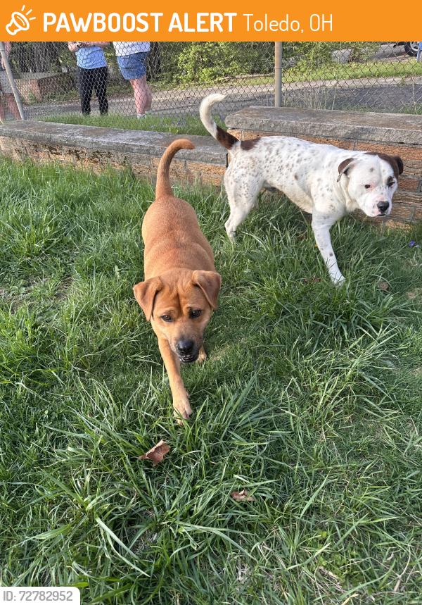 Found/Stray Unknown Dog last seen Monroe St Jermain Park, Toledo, OH 43606