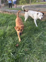 Found/Stray Unknown Dog last seen Monroe St Jermain Park, Toledo, OH 43606