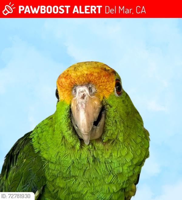 Lost Unknown Bird last seen Jimmy Durante Blvd., Del Mar, CA 92014