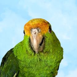 Lost Unknown Bird last seen Jimmy Durante Blvd., Del Mar, CA 92014