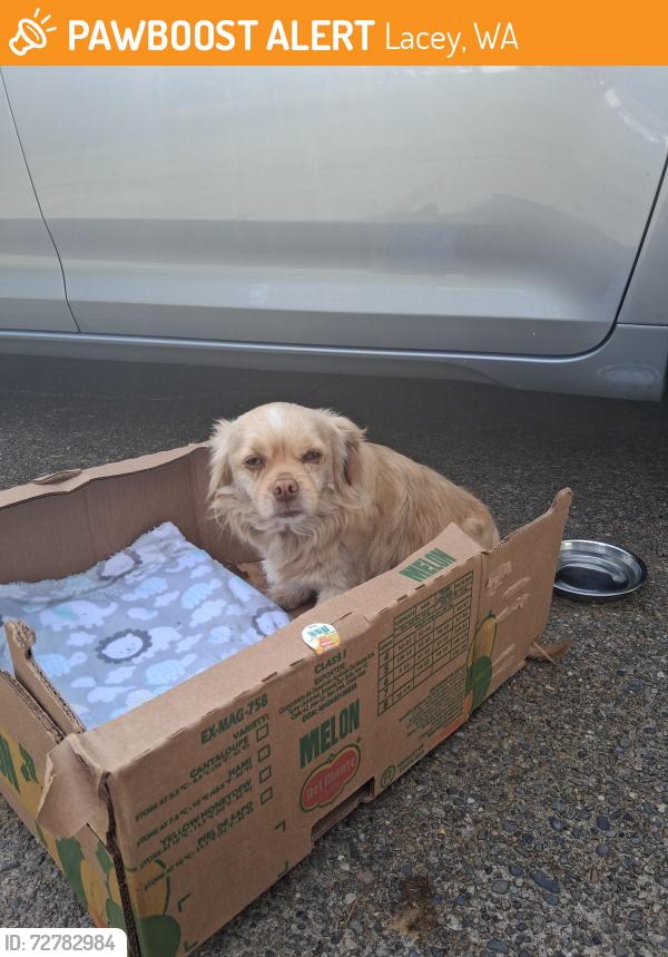 Found/Stray Unknown Dog last seen The RAC, Lacey, WA 98503