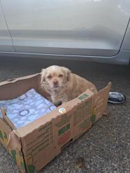 Found/Stray Unknown Dog last seen The RAC, Lacey, WA 98503