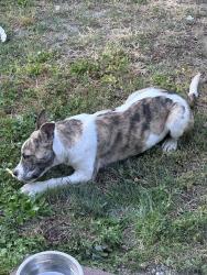 Found/Stray Unknown Dog last seen Hill St. and Parrish St. , Rocky Mount, NC 27801