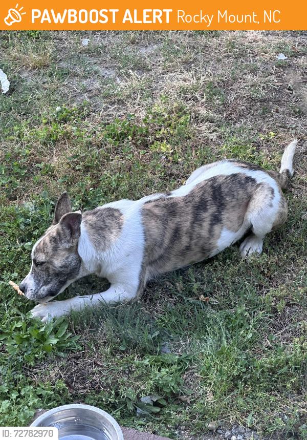 Found/Stray Unknown Dog last seen Hill St. and Parrish St. , Rocky Mount, NC 27801