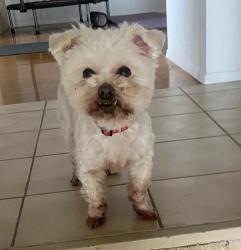 Found/Stray Male Dog last seen Kitchener/ Halifax, Burnaby, BC V5A