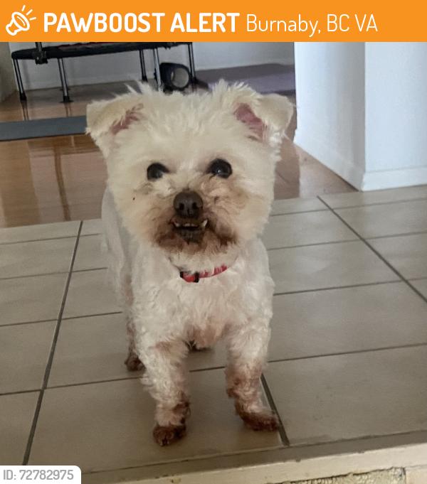 Found/Stray Male Dog last seen Kitchener/ Halifax, Burnaby, BC V5A