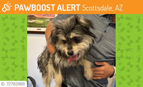 Found/Stray Unknown Dog last seen Phoenician Reosrt, Scottsdale, AZ 85251