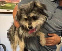 Found/Stray Unknown Dog last seen Phoenician Reosrt, Scottsdale, AZ 85251