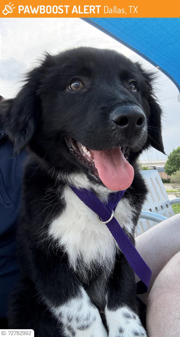 Found/Stray Male Dog last seen Harwood Tavern, Dallas, TX 75201